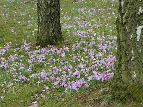 frühling.jpeg